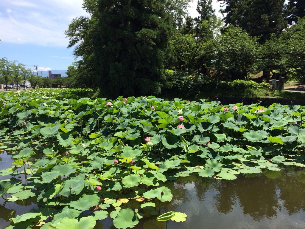 上杉神社の蓮の花はまだまだこれから楽しめます♪ 20140802-164534-60334484.jpg