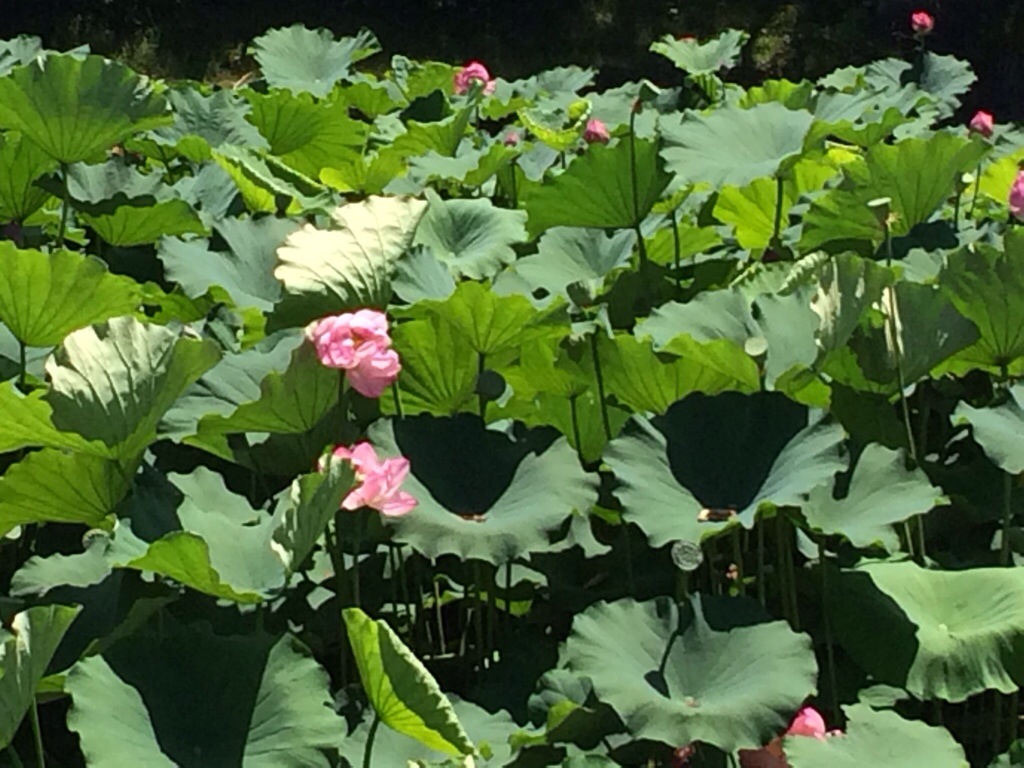 上杉神社の蓮の花はまだまだこれから楽しめます♪ 20140802-164558-60358931.jpg