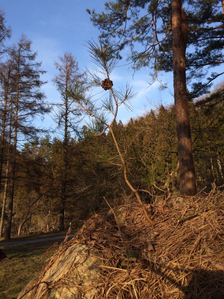 成長していた 岩に生えた松の木