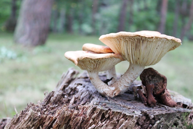 すみれガーデンのきのこ