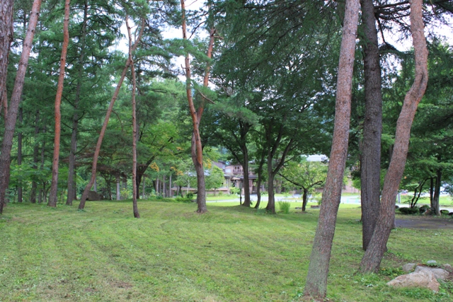 草刈りですっきりしたすみれガーデン