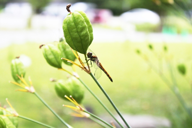 すみれガーデンの小さな秋
