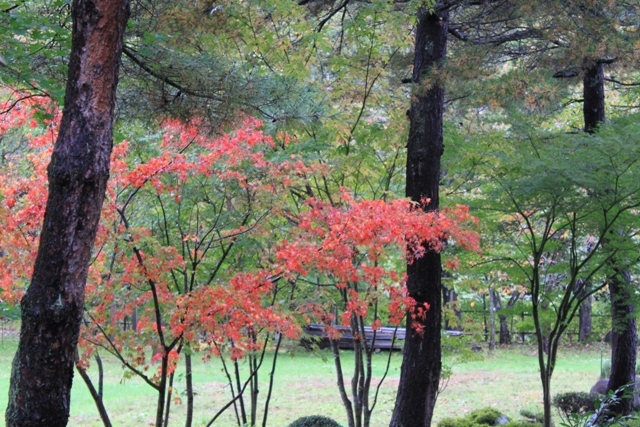 すみれガーデンの紅葉がはじまりました♪