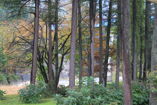 すみれガーデンの紅葉がはじまりました♪