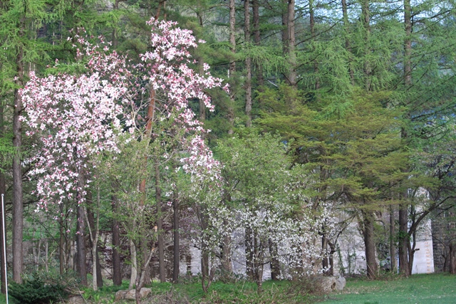 百花斉放 春らんまん♪ーすみれガーデンの花たちー