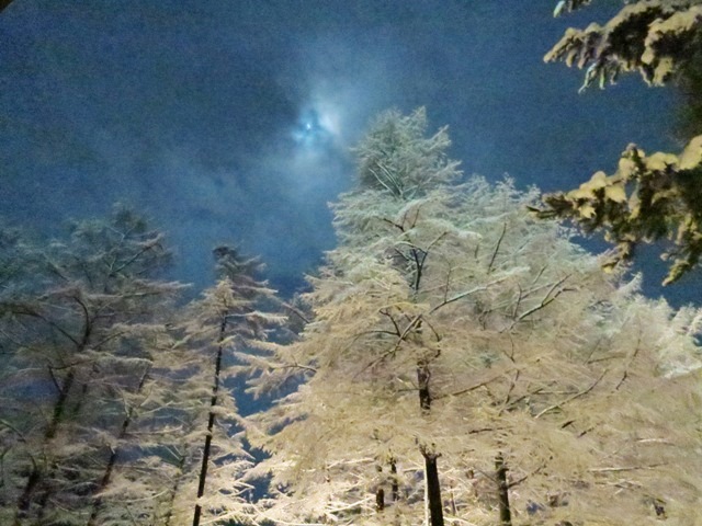 雪のすみれ写真館♪静かに咲く冬の華☆