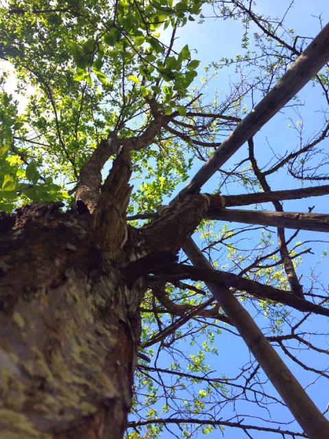 梅の木にも花が咲きました