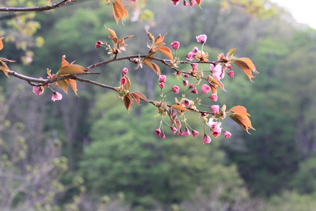百花斉放 春らんまん♪ーすみれガーデンの花たちー