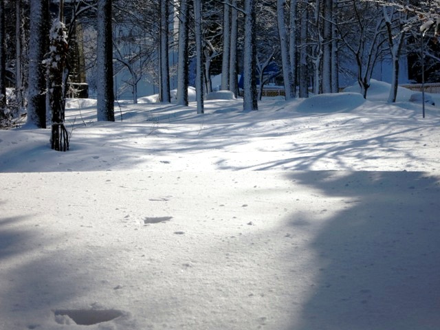 米沢のお正月には雪が似合う。すみれ写真館♪