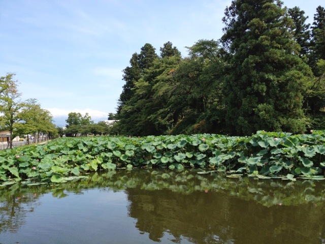 上杉神社の蓮の花 まだ見れますよ♪