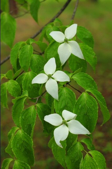 時の宿すみれガーデン