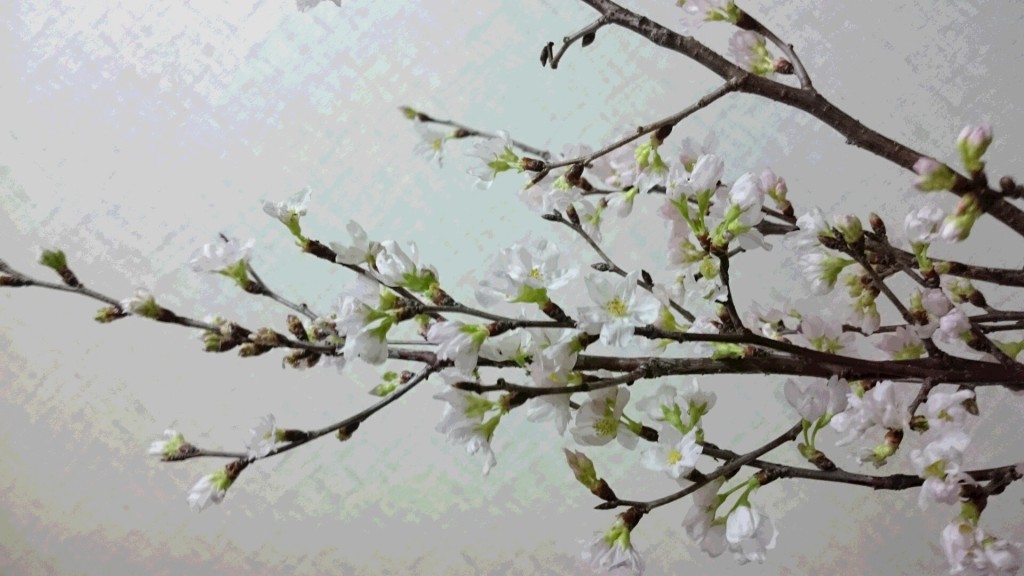 メールに添付されていた 啓翁桜の写真 撮ってくださっているHさんのお顏まで 浮かんできます^^