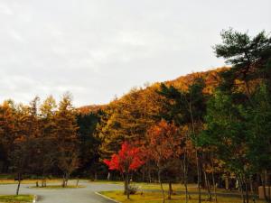 母にもらった柿と　やわらかいウールのストールをまとう散歩。