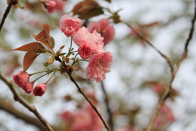 百花斉放 春らんまん♪ーすみれガーデンの花たちー