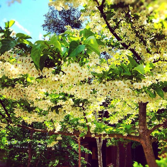 衣替えの6月。夏のはじまり♪いかがお過ごしですか?