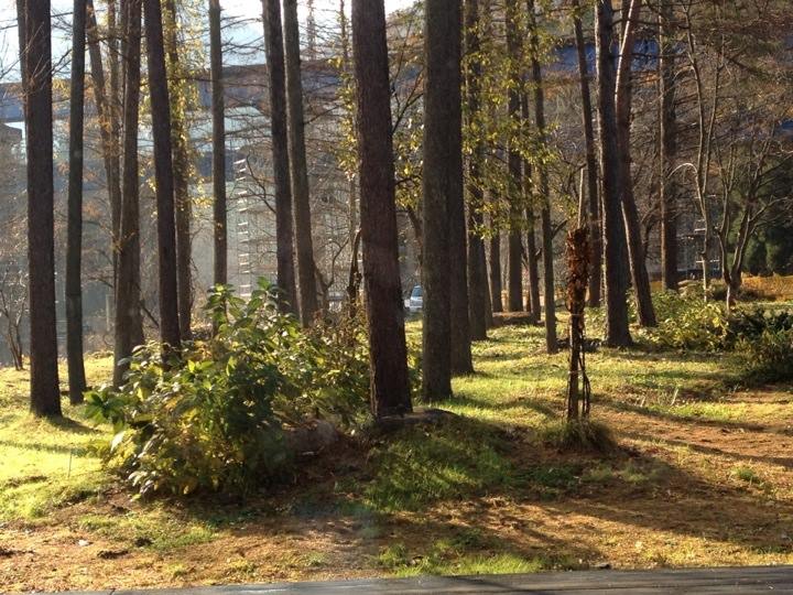 野菜で冬を知る。冬野菜の王様 「雪菜」♪