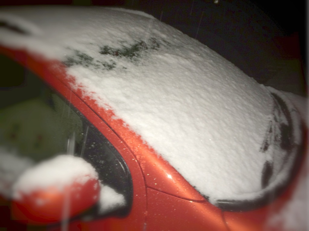 すみれにも初雪♪　雪、降りました！