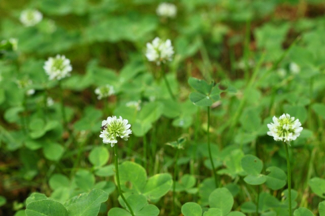 時の宿すみれガーデン