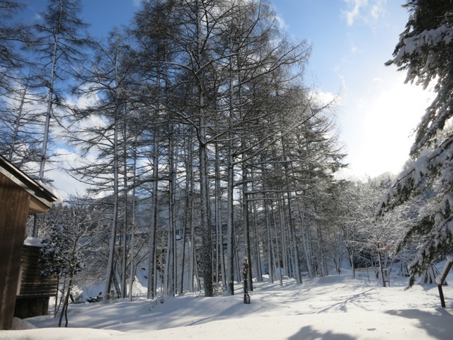 米沢のお正月には雪が似合う。すみれ写真館♪