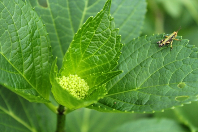 時の宿すみれガーデン