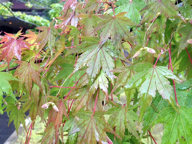 秋雨に濡れる 10月5日のすみれガーデン♪