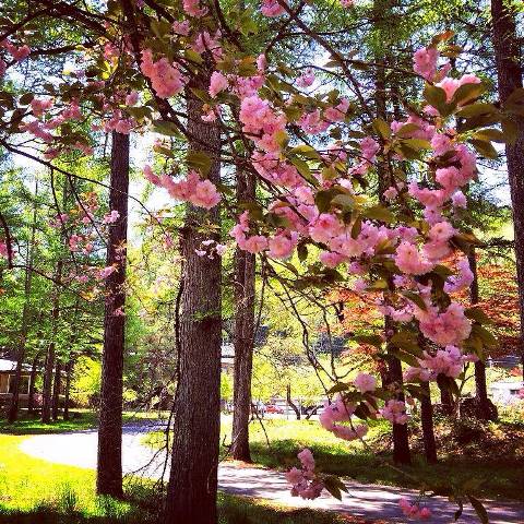 ふわふわな八重桜と爽やかな5月の風に心癒されて。