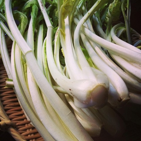 野菜で冬を知る。冬野菜の王様 「雪菜」♪