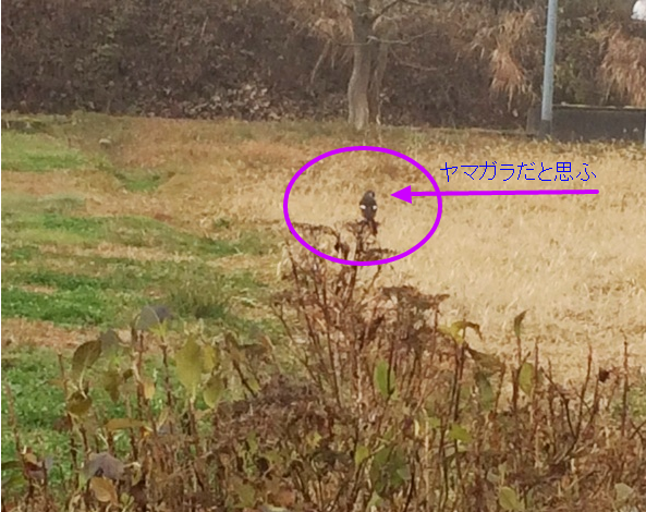 わたしの写真はなんて雑なの(汗)