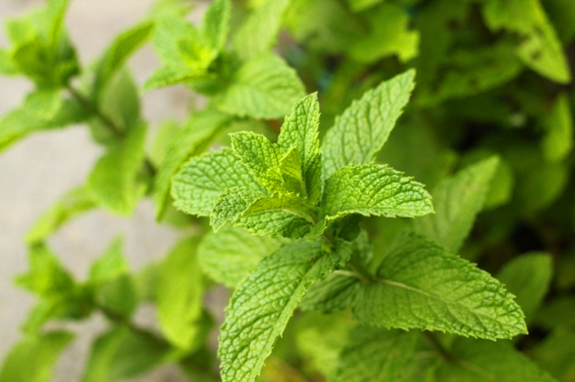 時の宿すみれガーデン