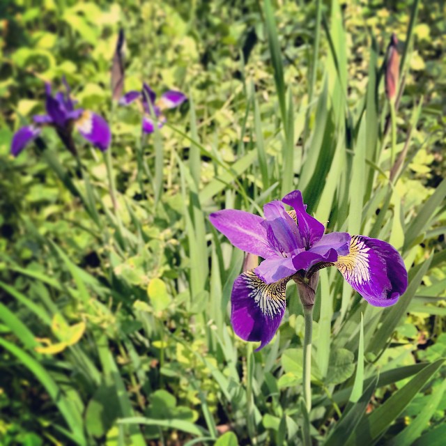 すみれガーデンの片隅に小さなあやめを見つけた