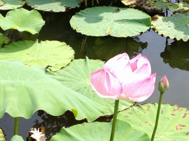 上杉神社の蓮の花 まだ見れますよ♪