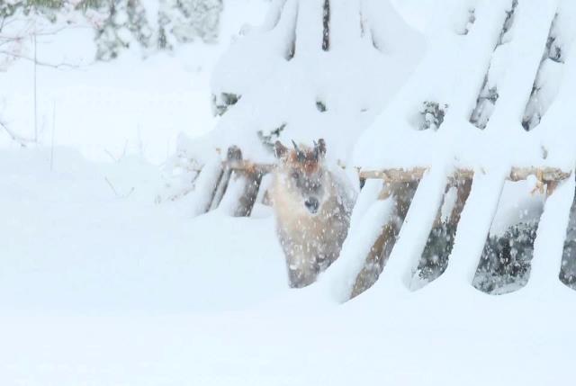 雪の米沢温泉旅行に 冬のカモシカの思い出♪