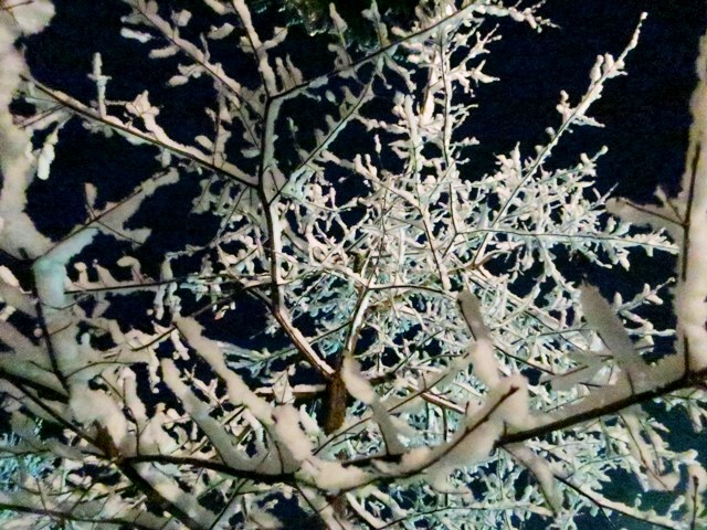 雪のすみれ写真館♪静かに咲く冬の華☆