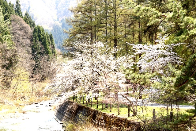 すみれの周辺も桜の開花が楽しみです