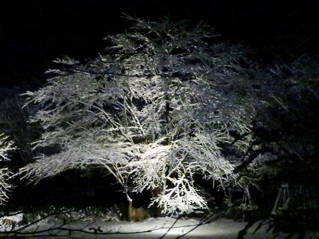 雪のすみれ写真館♪静かに咲く冬の華☆