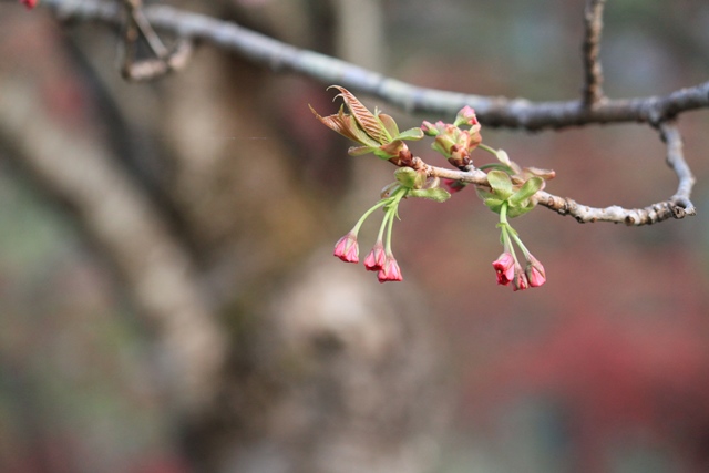 百花斉放 春らんまん♪ーすみれガーデンの花たちー