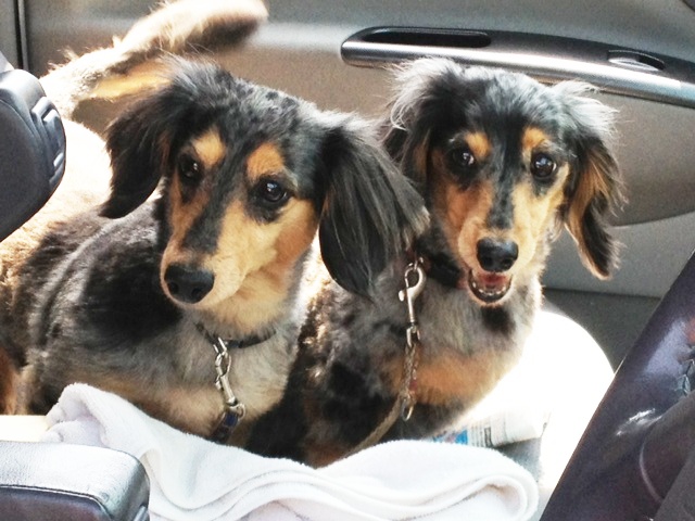 ペットちゃんサロンにてお預かり