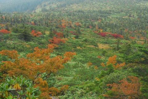 米沢の紅葉の名所「天元台高原」が早くも見頃。一週間早いです!