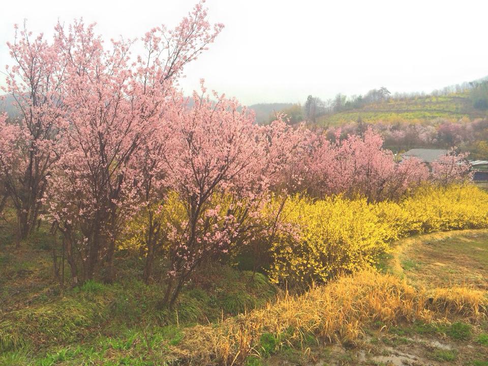山形・米沢の桜には早いという時期でも、福島の花見山なら大満足できる!