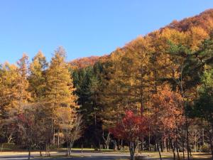 母にもらった柿と　やわらかいウールのストールをまとう散歩。