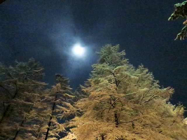 雪のすみれ写真館♪静かに咲く冬の華☆