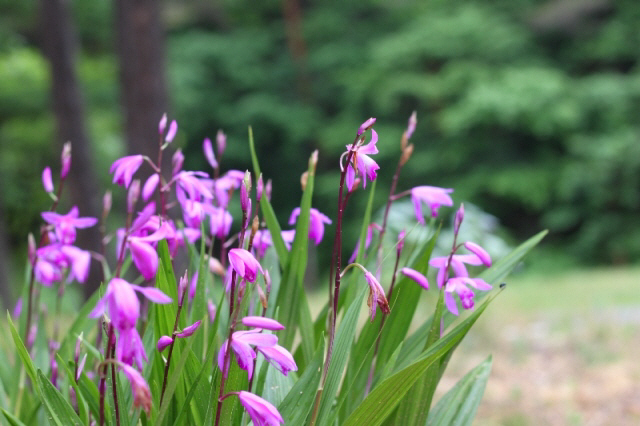時の宿すみれガーデン