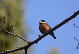 森の父さん撮影のヤマガラはとっても素敵♪ぷっくりしてかわいいヤマガラ