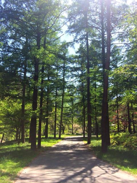 すみれガーデンのカラマツロード