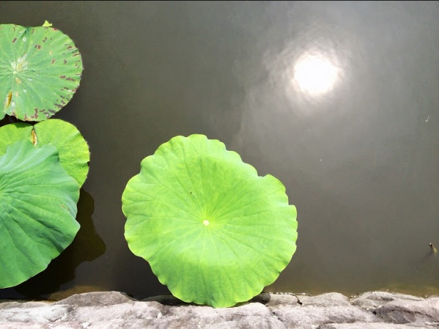 上杉神社の蓮の花 まだ見れますよ♪